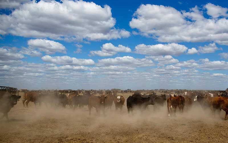 cattle-are-corralled-near-the-town-of-Berabevu