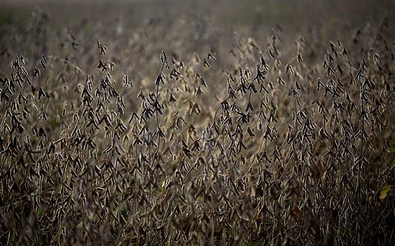 soybeans-ready-for-harvest